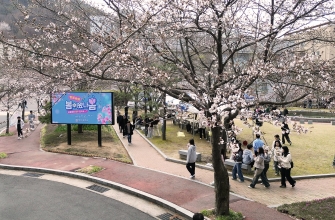 창신대 "봄이 왔나 봄" 주제로 벚꽃축제 열려...
