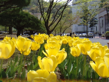 창신대학교 봄전경 사진공모전