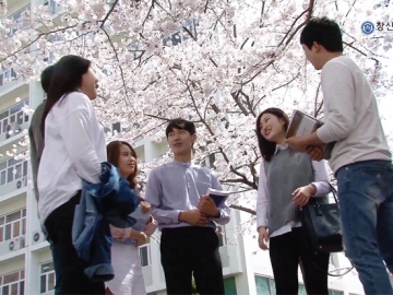 2016 창신대학교 교내 벚꽃 영상